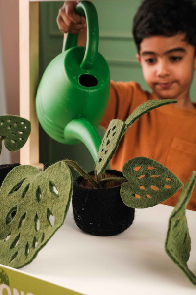 Mini Monstera