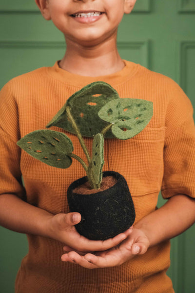 Mini Monstera
