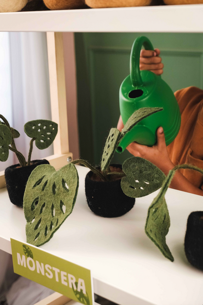 Mini Monstera